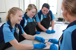 Four female students with blue gloves standing at desk doing experiment.